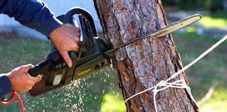 Best Emergency Tree Removal  in Highland, CA