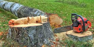 Best Tree Cabling and Bracing  in Highland, CA