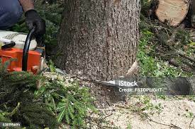 Best Tree Trimming and Pruning  in Highland, CA