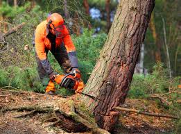 Best Lawn Irrigation Installation and Maintenance  in Highland, CA