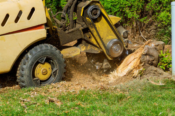 Best Seasonal Cleanup (Spring/Fall)  in Highland, CA