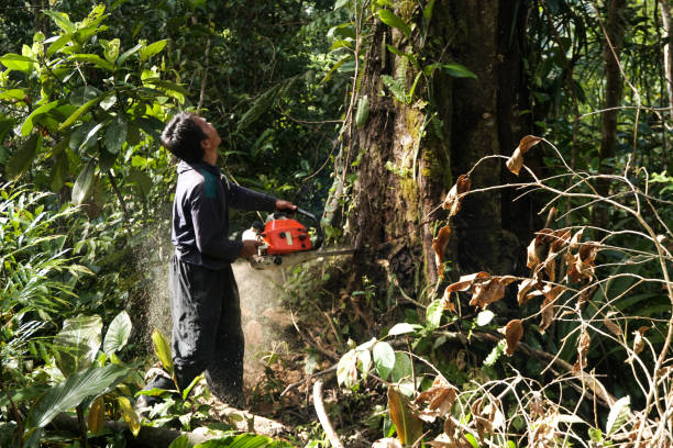 Best Arborist Consultation Services  in Highland, CA