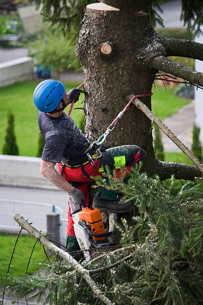 Professional Tree Services in Highland, CA