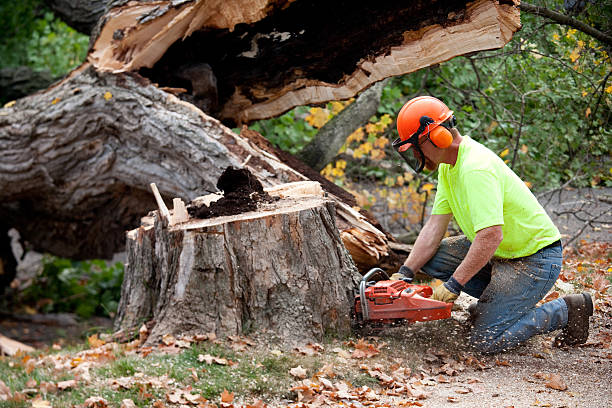Best Commercial Tree Services  in Highland, CA
