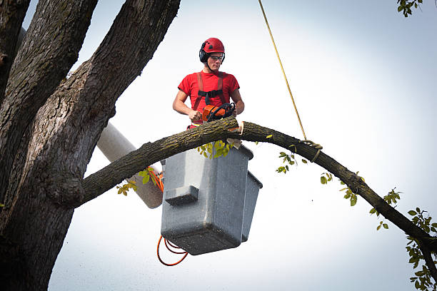 Best Aeration Services  in Highland, CA