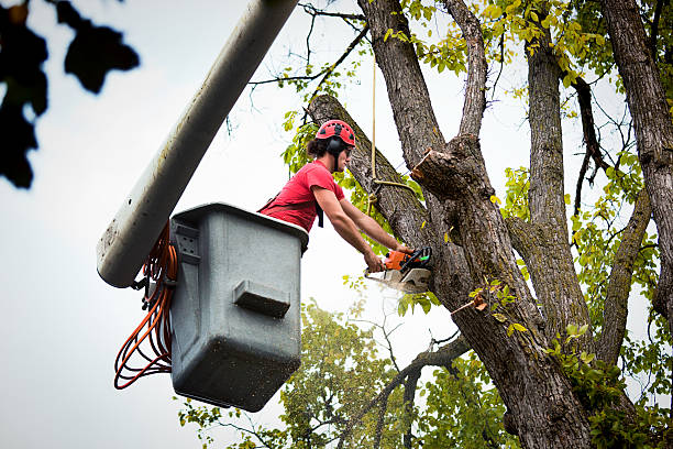  Highland, CA Tree Services Pros