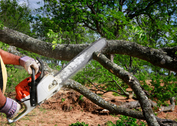 Best Tree Maintenance Programs  in Highland, CA