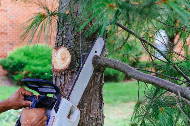 Best Storm Damage Tree Cleanup  in Highland, CA
